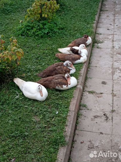 Индоутята подрощенные