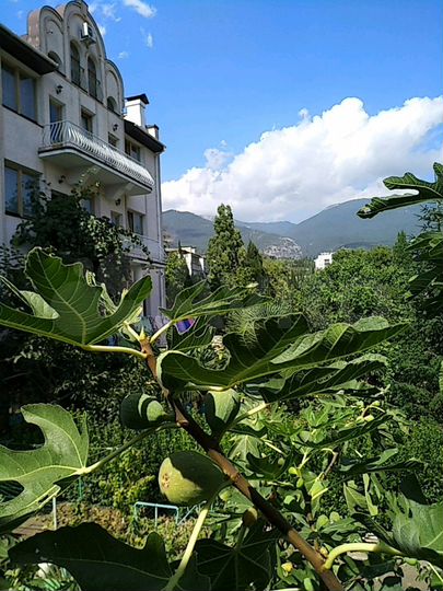 Дом 450 м² на участке 5 сот.