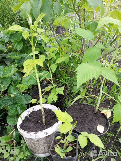 Саженцы ремонтантной малины