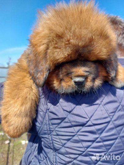 Красный лев