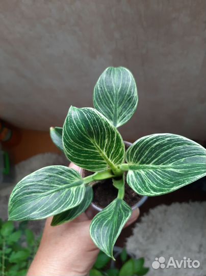 Филодендрон