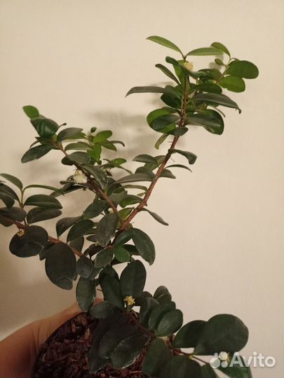 Миртовое дерево