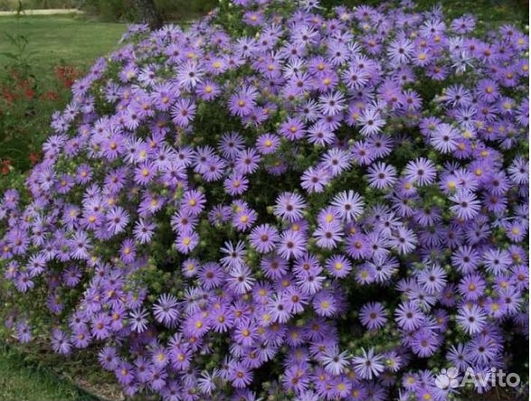 Сентябринки