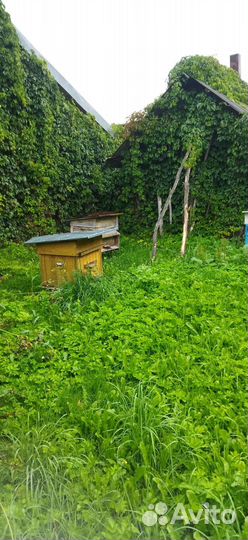 Улей с пчелами