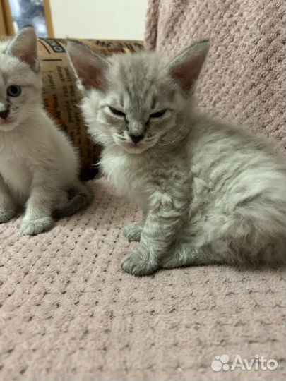 Отдам котенка в добрые руки