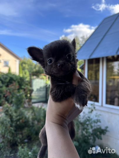 Чихуахуа mini мальчик