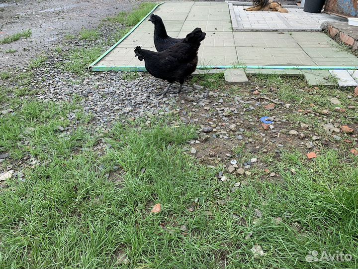 Куры ухейилюй китайские