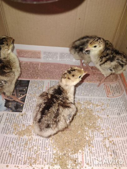 Утята, цыплята, индюшата