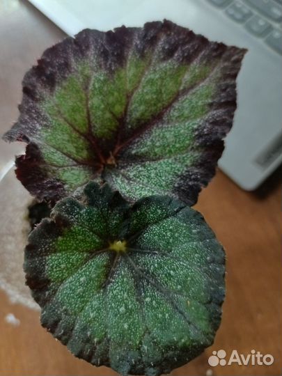 Бегонии сортовые