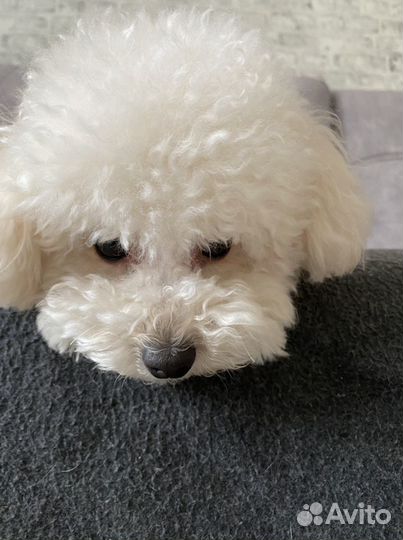 Той-пудель вязка