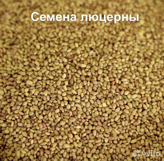 Семена люцерны
