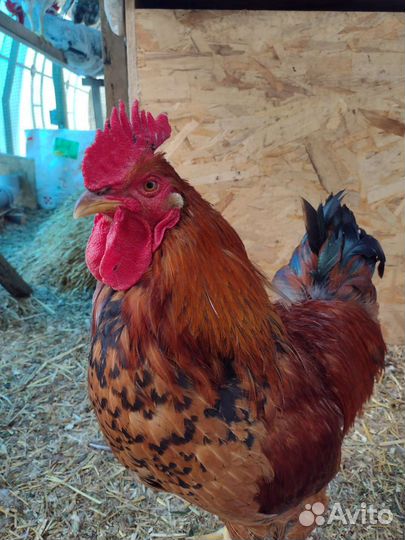 Петушки Борковская Барвистая, Кучинская,Маран ч/м