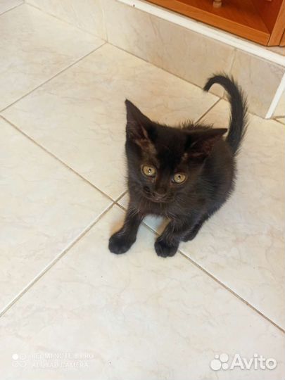 Кошки бесплатно