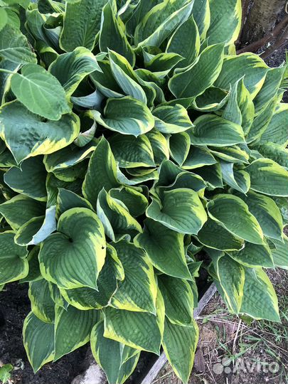 Хоста, мак, очаток, лилейник, водосбор, пион