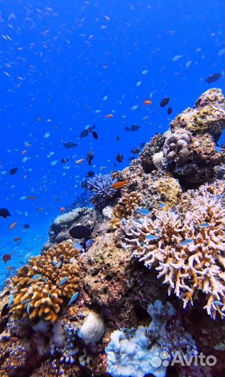 Экшн камера Rekam