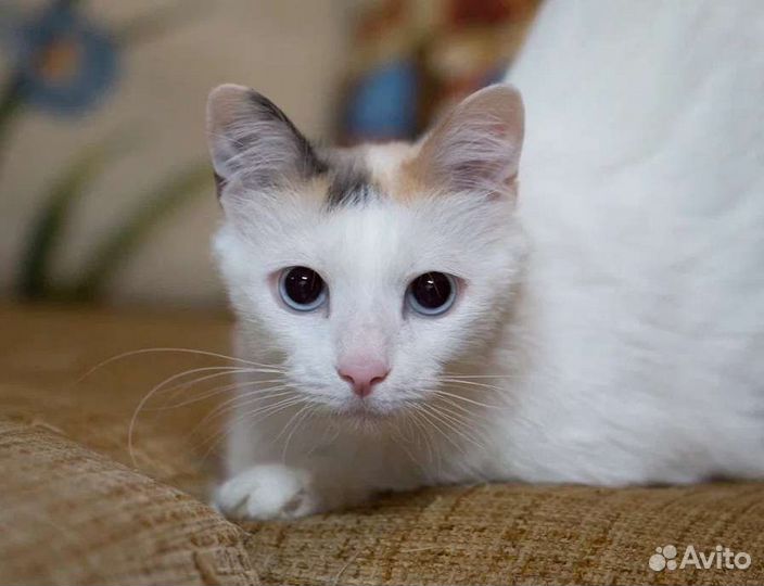 Голубоглазая Морошка в поисках дома