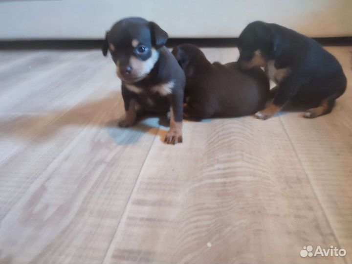 Щенки русский той-терьер