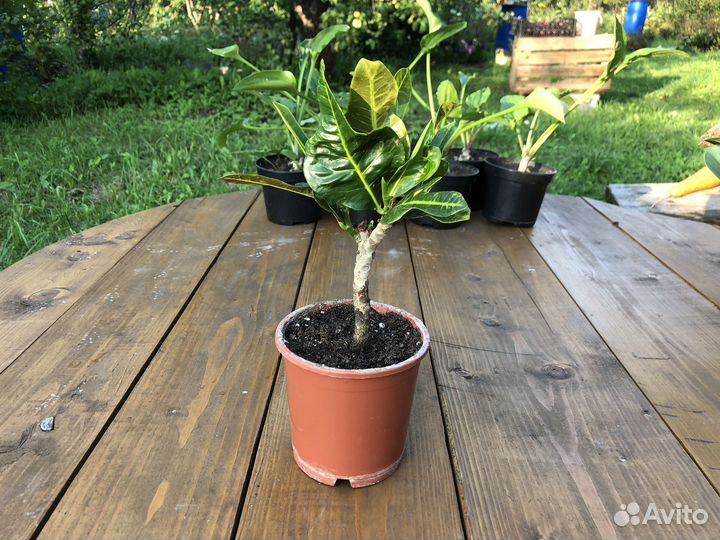 Кротон Экселент