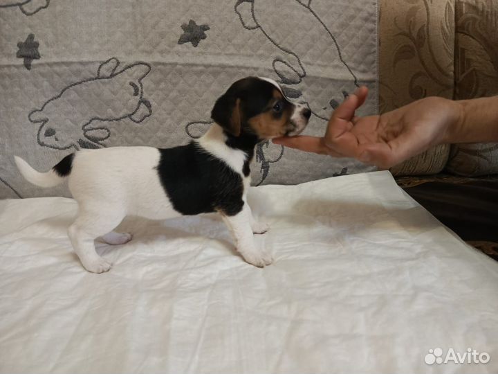Щенки джек рассел терьер гладкошерстный