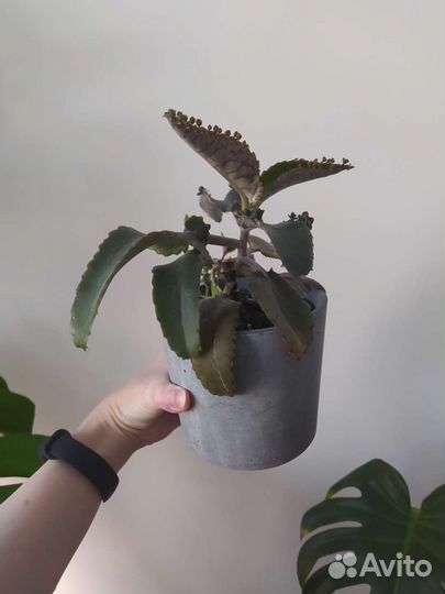 Каланхоэ лечебное