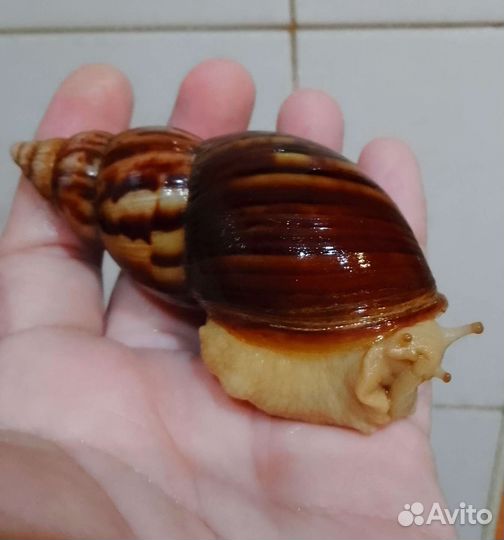 Улитки ахатины