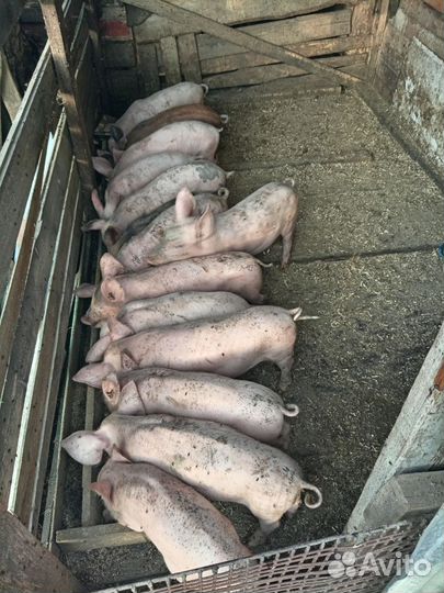 Поросята Терминал и кб