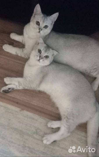 Шотландские котята