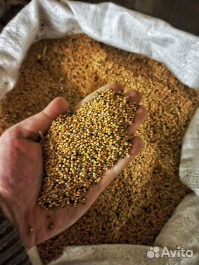 Семена горчицы 1 сорт