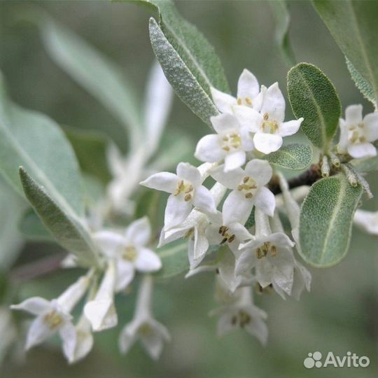 Лох серебристый