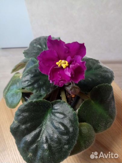 Цветущая фиалка