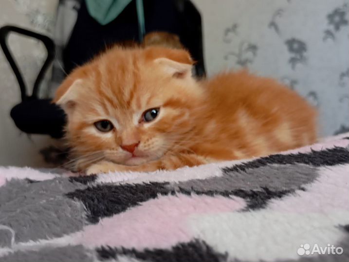 Шотландские