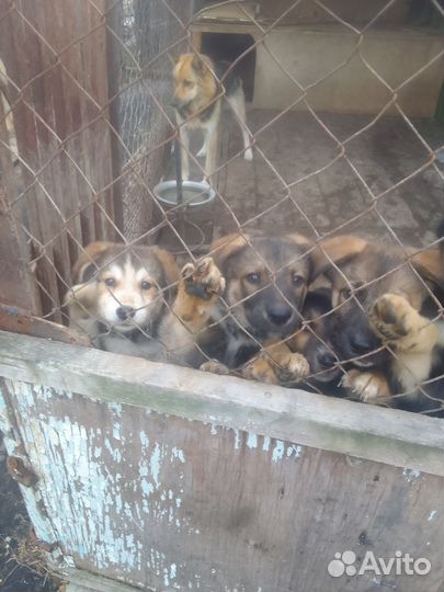 Отдам бесплатно