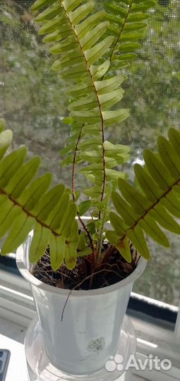 Папоротник комнатный, корделина