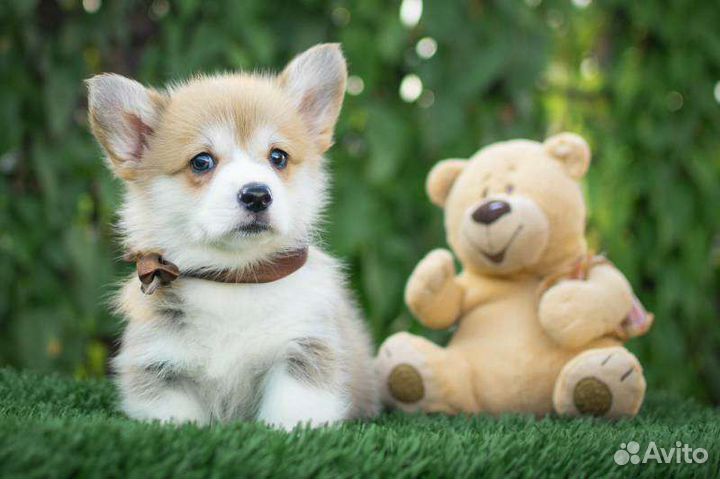 Вельш-корги пемброк