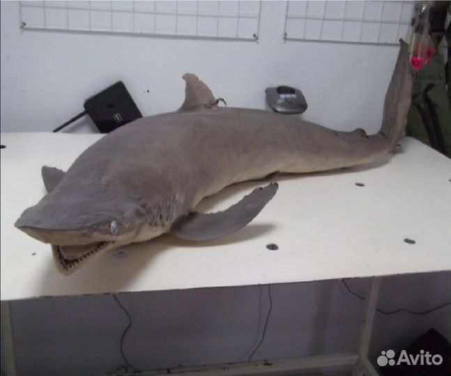 Чучело акулы