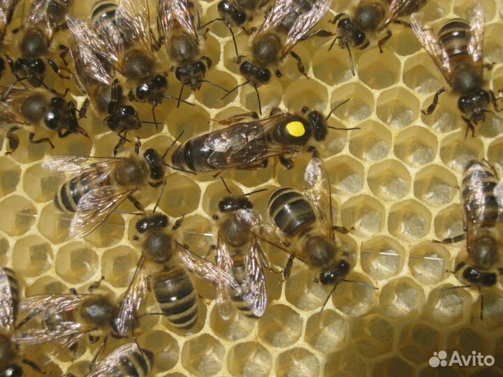Пчелосемьи купить воронежская. Матка Карника, Карпатка ,Бакфаст. Пчела Карпатка 39 линии. Матка пчелы. Рамки для пчел.