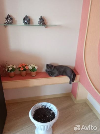 Шотландец вислоухий