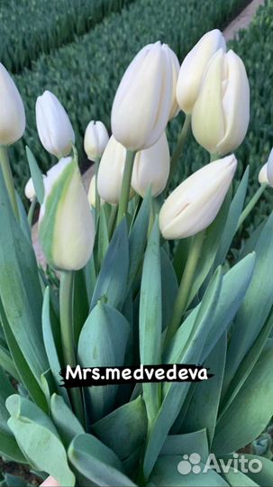 Розы,букеты,композиции