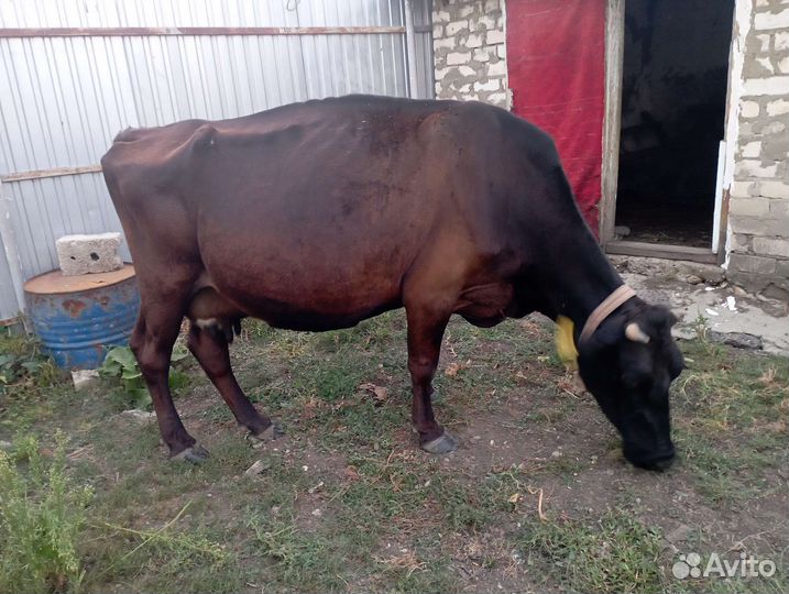 Коровы дойные молочные
