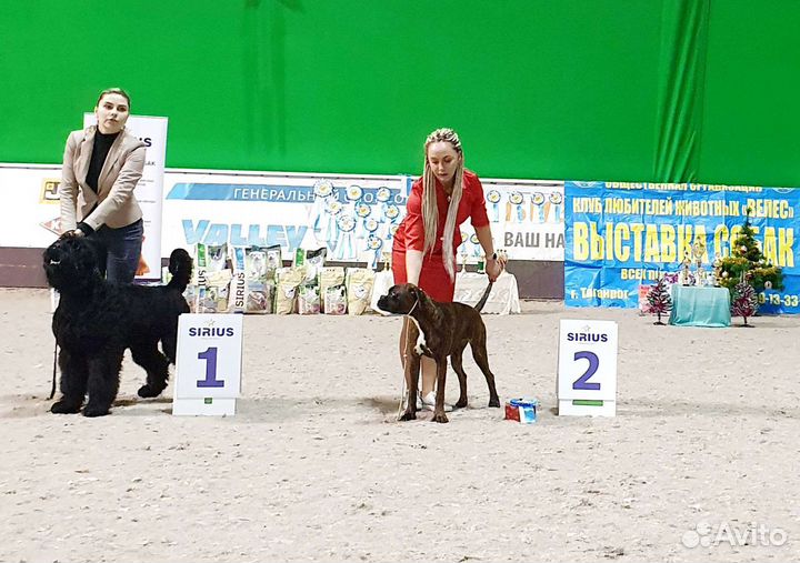 Боксёры Юниоры