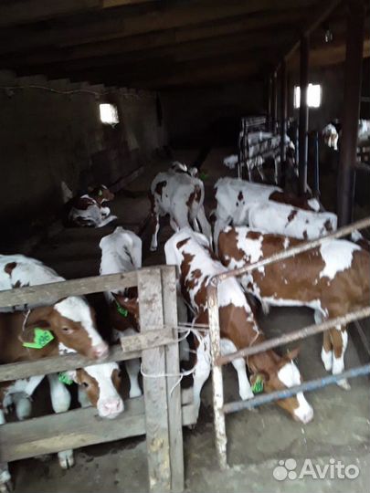 Бычки и телята