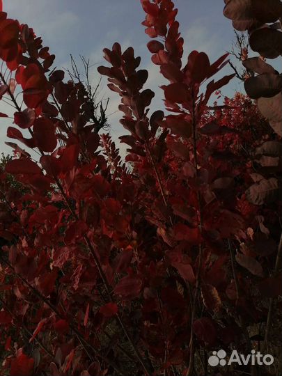 Саженцы скумпия