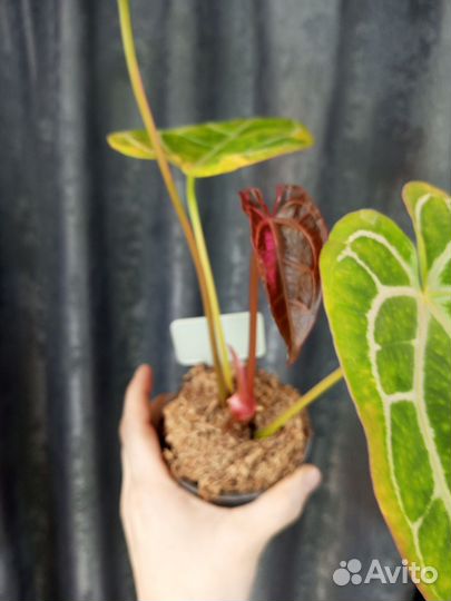 Антуриум Кристаллинум