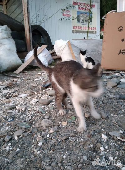 Домик для кошки