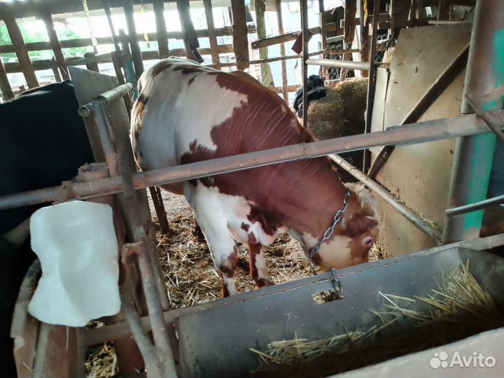 Бык на племя