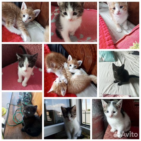 Котятки в добрые руки