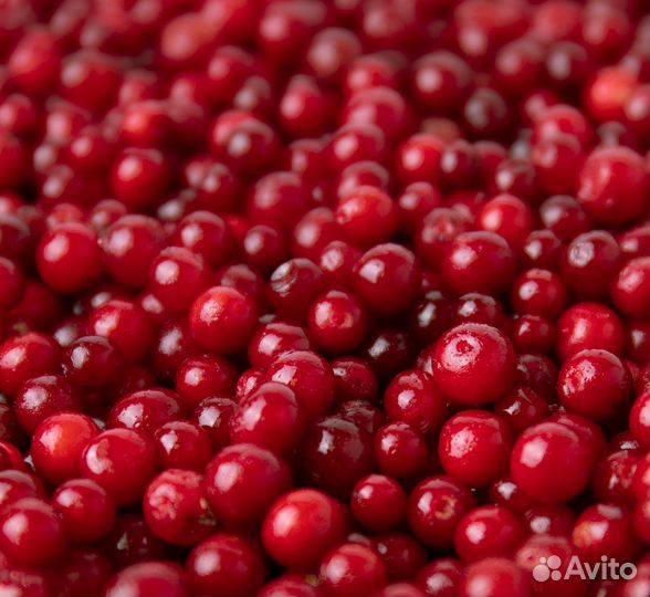 Свежемороженая брусника оптом