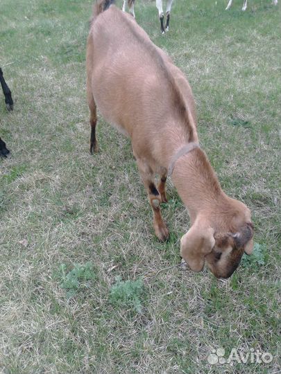 Англонубийские козочки