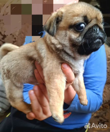 Щенок мопса