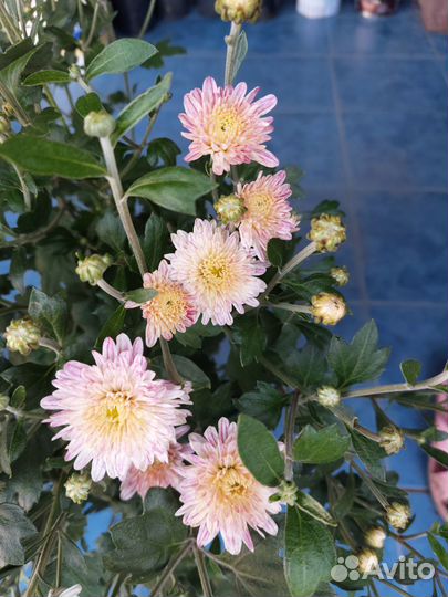 Хризантема